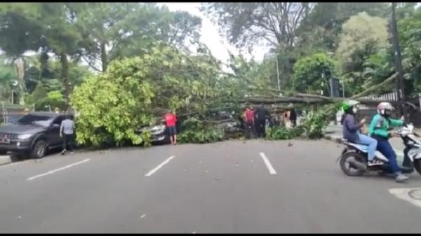 Pohon Tumbang Timpa Sejumlah Mobil Di Dekat Gereja Zebaoth Kota Bogor