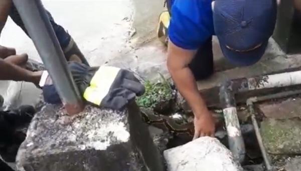 Evakuasi ular dari selokan di Tarakan, Kalimantan Utara. (Foto: iNewsTV/Usman Coddang)
