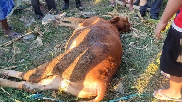 Penampakan sapi lomosin yang mati setelah masuk sumur sedalam 10 meter. (sholahudin).