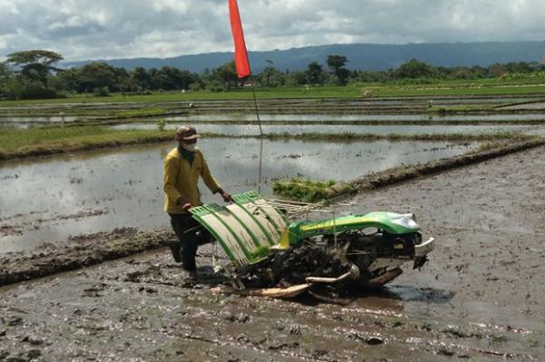 250 Hektare Lahan Persawahan di DIY Berkurang Setiap Tahun, Imbas Banyaknya Pembangunan 
