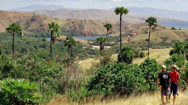 Pulau rinca Pulau Rinca, tempat wisata di Pulau Komodo yang memesona dan wajib dikunjungi. (Foto : Ist)