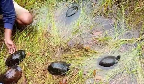 Kura Kura Bangka Belitung Pelepasliaran kura-kura endemik di Bangka Belitung. (Foto: iNewsTV/Haryanto)