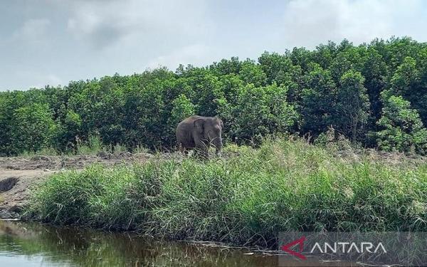 Gajah Liar Rusak Tanaman Warga di OKU Selatan, Ini Pemicunya 