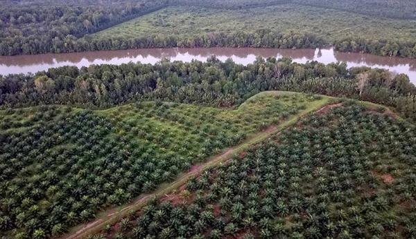 Penampakan dari Udara Hutan Mangrove Beralih Fungsi Menjadi Perkebunan Sawit