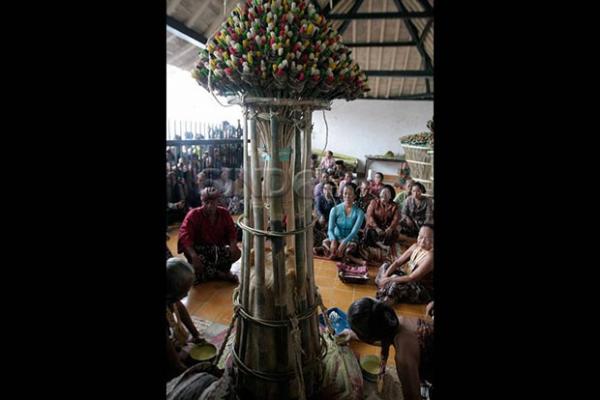 Salah satu prosesi Tumplak Wajik di Keraton Yogyakarta. (Foto Foto : Dok SINDOnews)