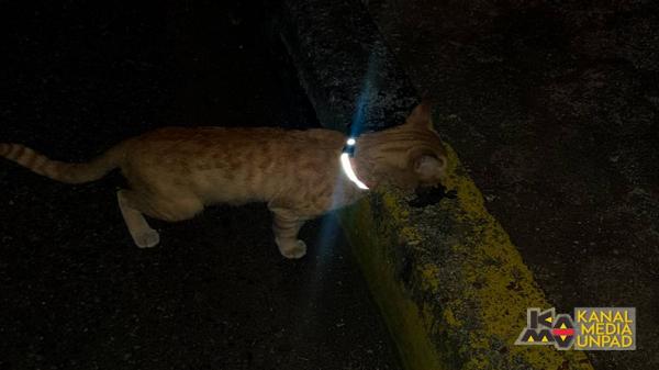Puluhan Kucing di Jatinangor Dipasangi Reflektor agar Terhindar dari Kecelakaan