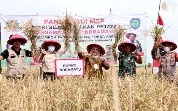 BUPATI NINA PANEN Bupati Indramayu Nina Agustina Da`i Bachtiar bersama jajaran melaksanakan panen padi. (FOTO: ISTIMEWA)