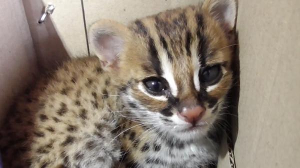Bayi kucing hutan Bayi kucing hutan yang diselamatkan warga dari serangan anjing liar di Agam, Sumbar (Wahyu Sikumbang/MNC Portal)