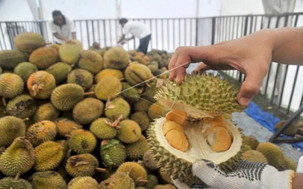 Deretan Durian Termahal di Dunia, Nomor 1 Sentuh Rp616 Juta