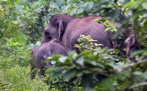 Cari Makan, Gajah Liar Masuk Dapur Rumah Warga di OKU Selatan Sumsel 