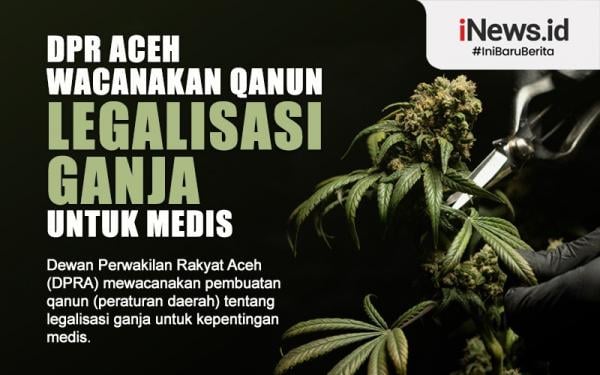 Infografis DPR Aceh Wacanakan Qanun Legalisasi Ganja Untuk Medis