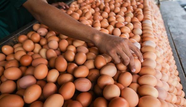 Harga Pangan 27 November 2025: Telur Ayam hingga Daging Sapi Turun!