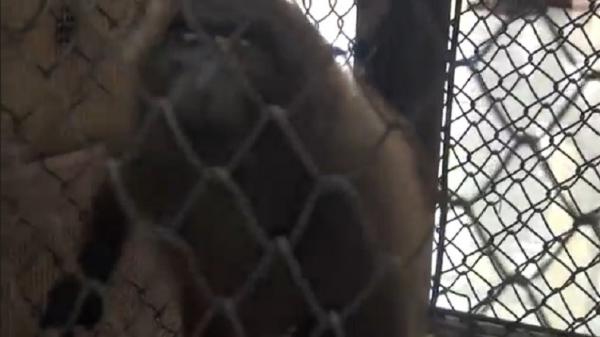 Lutung Rahmat Ilyasan Polisi menyita 304 satwa langka dilindungi dari perdagangan ilegal. (Rahmat Ilyasan).