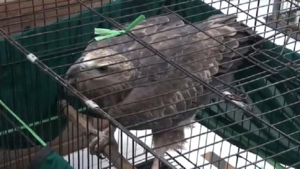 Satwa Elang Laut Polda Jatim menyita 304 satwa dilindungi di antaranya, burung cenderawasih, lutung, binturung hingga elang laut. (Foto: Rahmat Ilyasan).