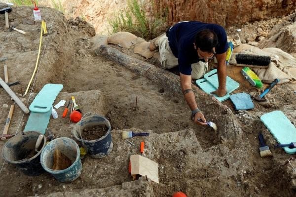 Arkeolog Israel Temukan Gading Gajah Raksasa Berusia Setengah Juta Tahun