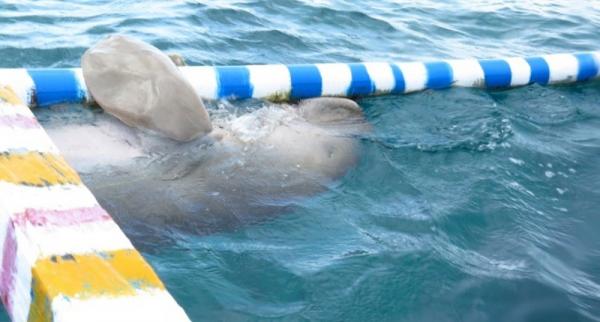 4 Fakta Unik Dugong Langka di Alor, Menyapa Wisatawan hingga Dekat dengan Nelayan