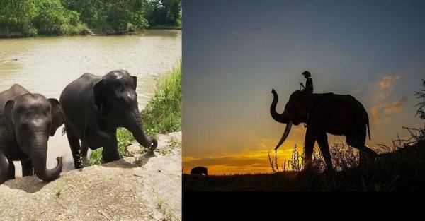 Mengenal Wisata Taman Nasional Way Kambas, Seru Bisa Berinteraksi dengan Gajah