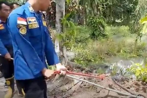 Petugas damkar Asahan mengevakuasi ular kobra sepanjang 1,5 meter. (Foto: iNews TV/Ulil Amri)