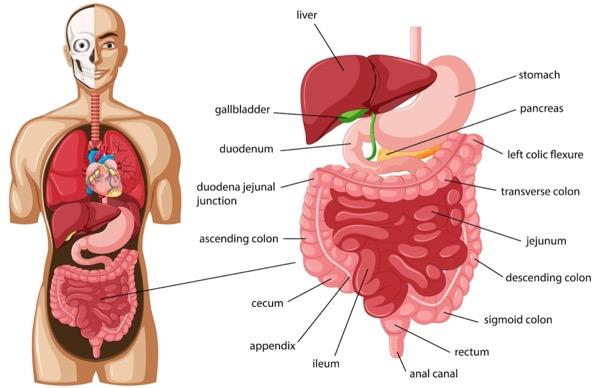 5 Sistem Ekskresi Pada Manusia Dan Fungsinya Lengkap 2444