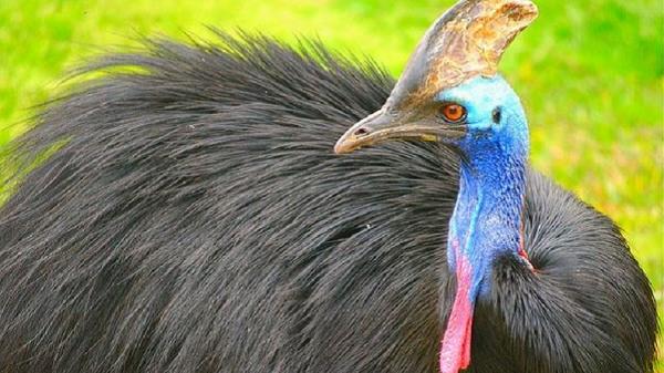 Burung Kasuari, salah satu hewan khas papua yang sudah hampir punah. (Foto : Ist)