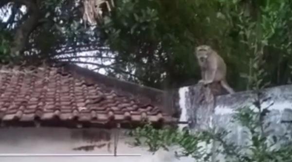 Diduga Kelaparan, Monyet Ekor Panjang Masuk ke Permukiman Bikin Resah Warga