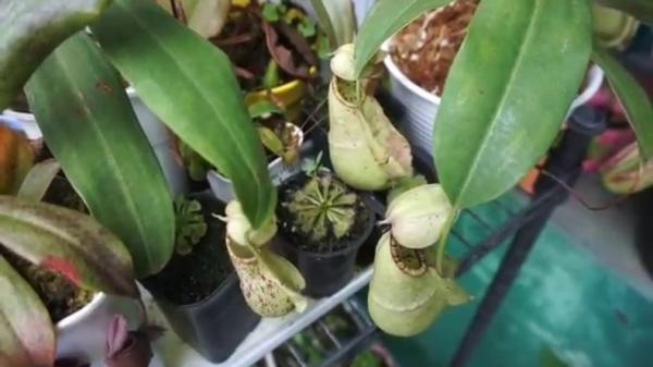 Nephentes atau dikenal dengan nama kantong semar. (FOTO: iNews/ERICK FAHRIZAL)