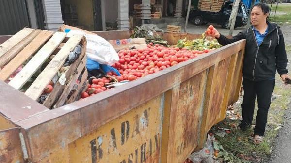 Harga Anjlok, Pedagang Penampung Buang Ratusan Kilogram Tomat ke Bak Sampah