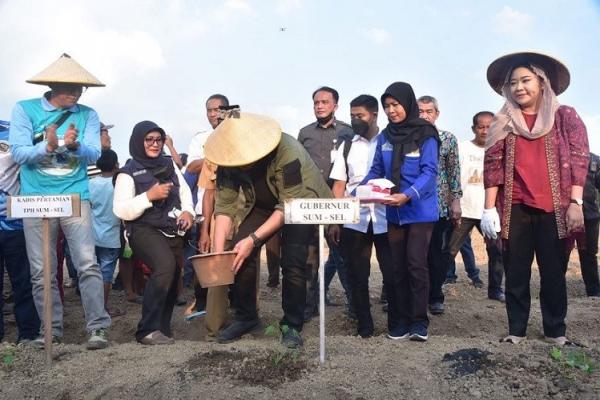 Gubernur Sumsel sosialisasikan program GSMP Gubernur Sumsel sosialisasikan program Gerakan Sumsel Mandiri Pangan (GSMP). (Foto: dok Pemprov Sumsel)