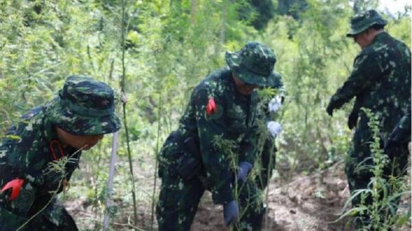BNN Musnahkan 36.000 Batang Ganja di Aceh Besar, Ditemukan di Lahan Seluas 7 Hektare