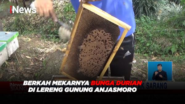 Berkah Mekarnya Bunga Durian di Lereng Gunung Anjasmoro, Jombang