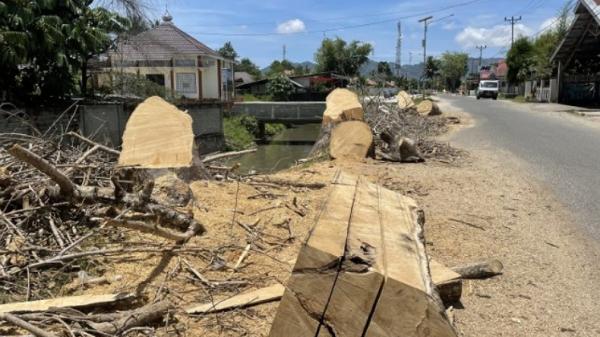Biodiversitas Gorontalo Soroti Dampak Penebangan Pohon di Jalan