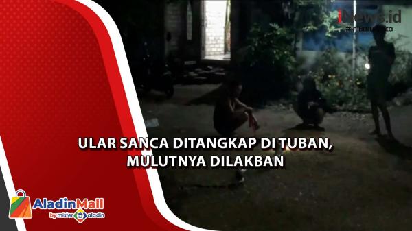  Ular Sanca Ditangkap di Tuban, Mulutnya Dilakban