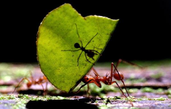 Peneliti Berhasil Ungkap Jumlah Semut di Dunia, Jawabannya Mencengangkan