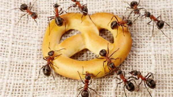 Wow! Peneliti Ungkap Jumlah Semut di Dunia