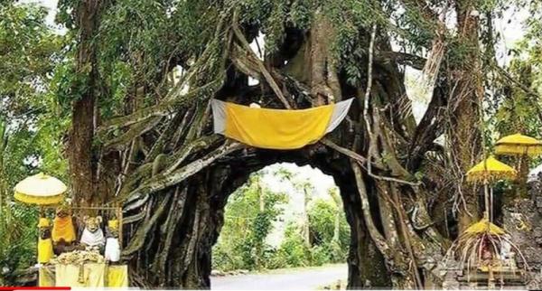 Inikah Pohon Paling Suci di Bali? Ada Pantangan Menakutkan Pengantin Dilarang Lewat!