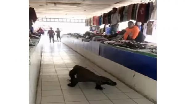 Viral Komodo Masuk Pasar Labuan Bajo sempat Buat Panik Pedagang (Foto: Tangkapan Layar)