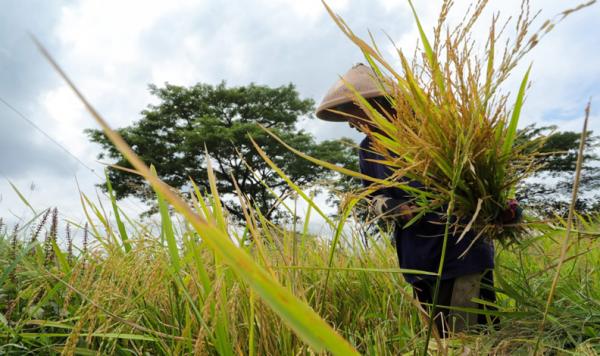 Senangnya Petani di Klaten usai Beras Srinuk Dipopulerkan Ganjar