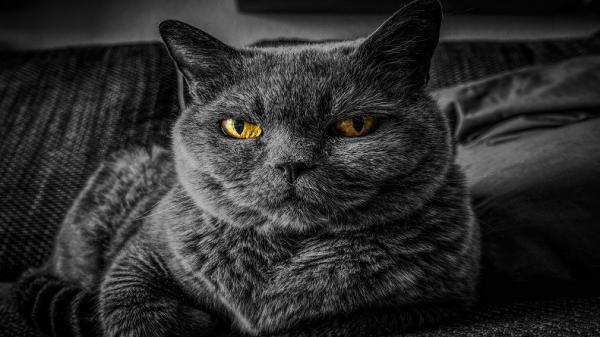 Ras kucing termahal di dunia, British Shorthair (Foto: Pixabay)