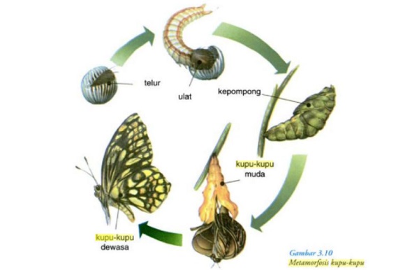 Metamorfosis Kupu-kupu