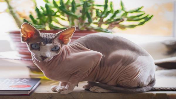 Ras kucing termahal di dunia, Sphynx (Foto: Pixabay)