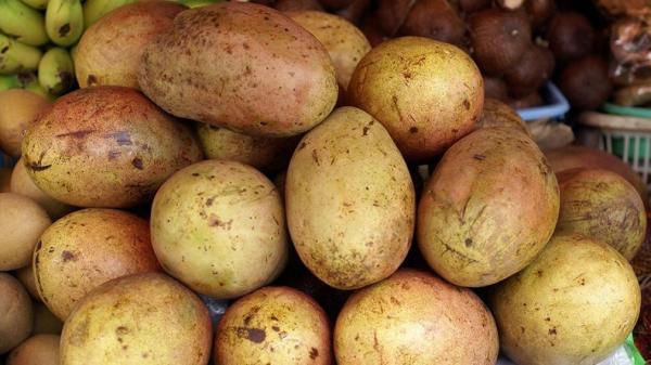Daftar Buah Langka Jadi Nama Daerah di Jakarta, Buah Kemang (Foto: Dok Pemkot Bogor)