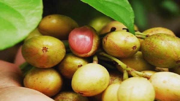 Daftar Buah Langka Jadi Nama Daerah di Jakarta, Buah Menteng (Foto: Dok Pemprov NTB)