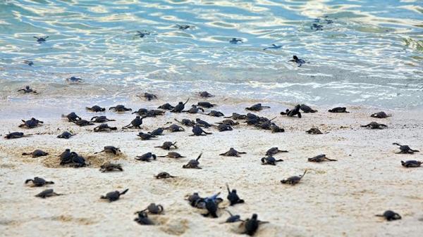 Konservasi Penyu di dekat Pantai Batu Hiu. (FOTO: ISTIMEWA)