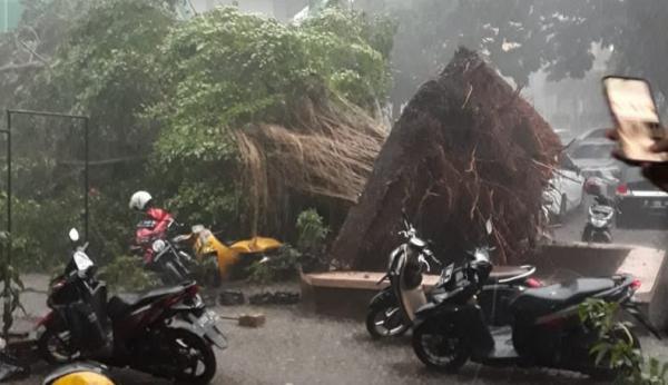 24 Kejadian Landa Bogor selama Januari 2023, Terbanyak Pohon Tumbang