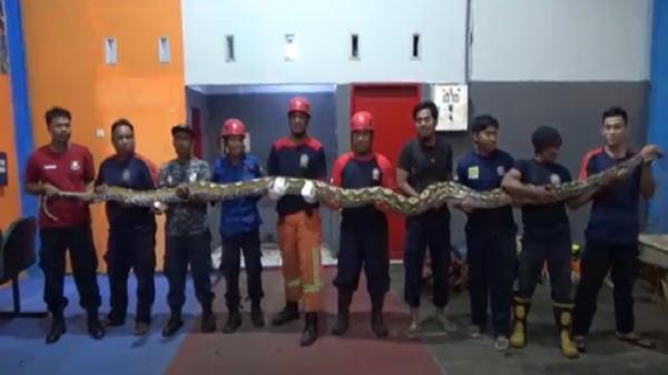 Ular piton 7 meter diangkat 10 petugas Damkar Parepare, Sulsel (Foto: iNews/Erwin Eka Pratama)
