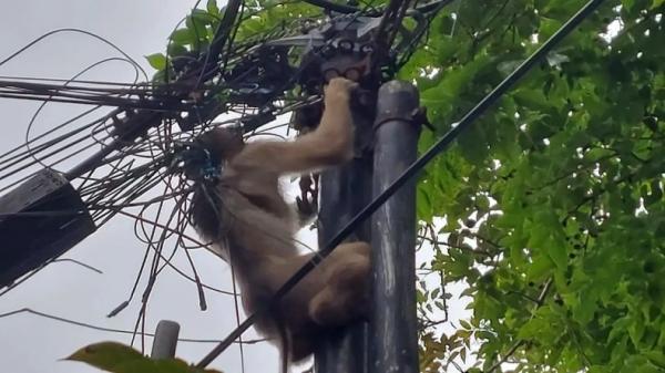 Evakuasi monyet Petugas Damkar Kota Padang, mengevakuasi seekor monyet lantaran lehernya terlilit oleh kabel di tiang listrik (Instagram/padangfirefighter)