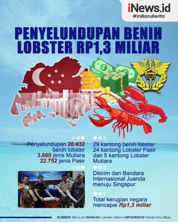 Infografis Penyelundupan Benih Lobster Rp1,3 Miliar