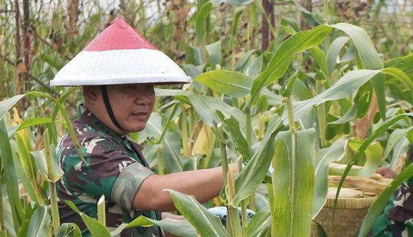 Jenderal Dudung Panen 3 KSAD Jenderal TNI Dudung Abdurachman. (Foto: MPI)