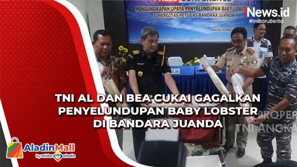 Kolaborasi, TNI AL dan Bea Cukai Gagalkan Penyelundupan Baby Lobster di Bandara Juanda