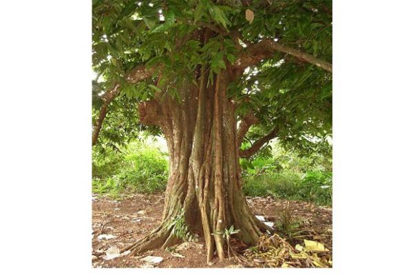 Pohon Gayam. (Foto : dok jogjaprov.go.id)